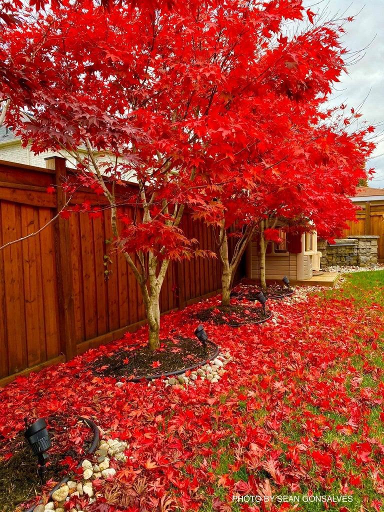 Artar japonez &quot;Fireglow 1.30 - 1.50 m / Acer palm &quot;Fireglow&quot; / gradina-noastra