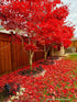 Artar japonez "Fireglow 1.30 - 1.50 m / Acer palm "Fireglow" / gradina-noastra
