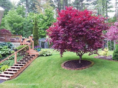 Artar japonez "Bloodgood" 1.00 - 1.30 m / Acer palmatum "Bloodgood" / gradina-noastra