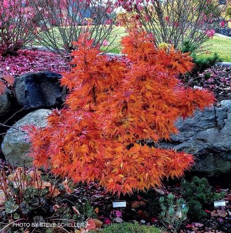 Artar japonez "Mikawa Yatsubusa" 0.60 - 0.80 m / Acer palmatum "Mikawa Yatsubusa" / gradina-noastra