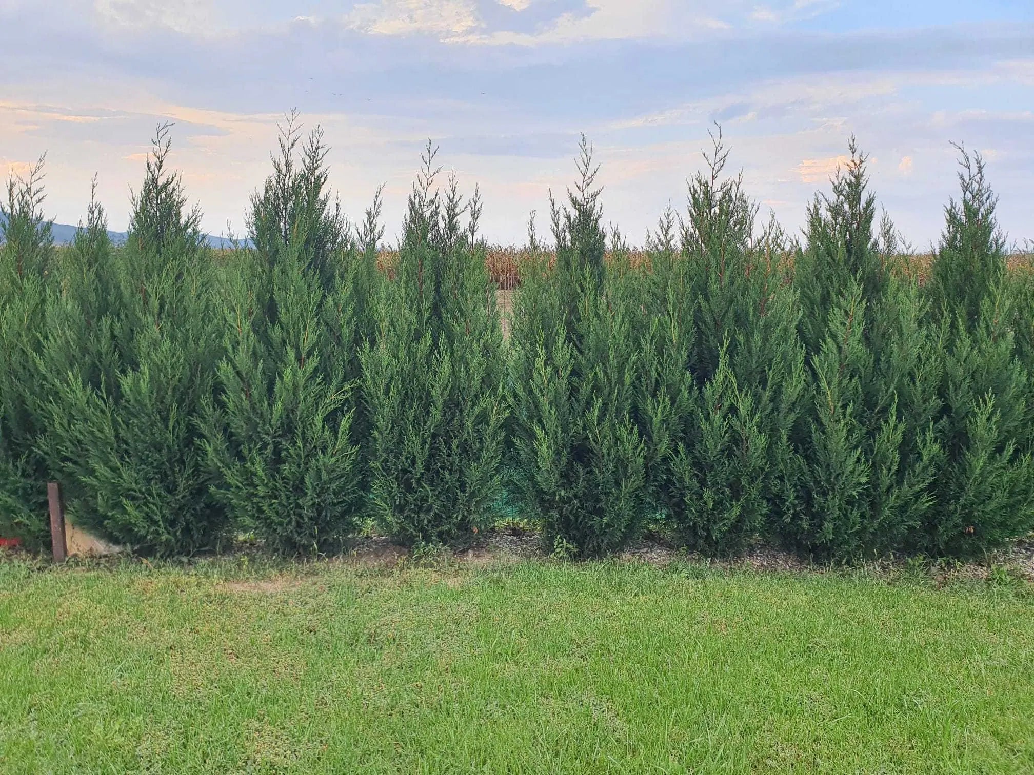 Chiparos leylandii "2001" 1.70 - 2.00 m / x Cupressocyparis leylandii "2001 - Pyramidalis" / by gradina-noastra