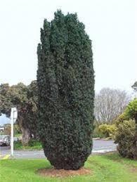Tisa columnara 2.00 - 2.20 m / Taxus baccata "Fastigiata" / gradina-noastra