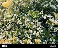 Euonymus jap. "Bravo" 0.80 - 1.00 m / Euonymus jap."Bravo"/ gradina-noastra