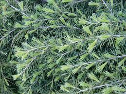 Cedru de Himalaya "Feelin Blue " Bonsai 2.00 - 2.50 m / Cedrus deodara "Feelin Blue"/ gradina-noastra