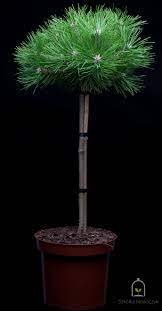 Pin rosu japonez "Low Glow" 0.80 - 1.00 m / Pinus densiflora "Low Glow" / by gradina-noastra