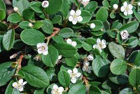 Barcoace "Coral Beauty" 0.20 - 0.25 m / Cotoneaster "Coral Beauty"/ by gradina-noastra