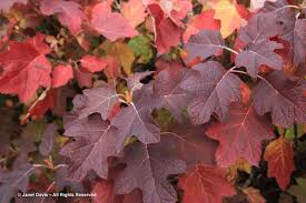 Hortensia "Quercifolia" 0.50 - 0.70 m / Hydrangea quercifolia/ by gradina-noastra