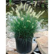 Pennisetum alopecuroides "Little Bunny" 0.10 - 0.20 m by gradina-noastra