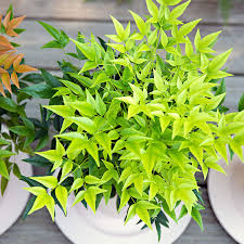 Bambus sfant " Magical " 0.40 - 0.60 m / Nandina domestica "Magical"/ by gradina-noastra