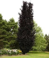 Fag columnar "Dawyck Purple" 1.20 - 1.50 m / Fagus sylvatica „Dawyck Purple” / gradina-noastra