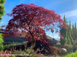 Artar japonez curgator „Crimson Queen 0.80 - 1.20 m / Acer palmatum dissectum „Crimson Queen” / - Gradina Noastra