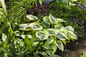 Hosta "Shadowland Autumn Frost" Gradina Noastra