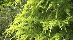 Cedru de Himalaya "Aurea" 1.75 - 2.00 m / Cedrus deodara "Aurea" / gradina-noastra