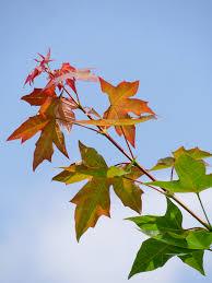 Artar "Pacific Sunset" 2.50 - 3.50 m / Acer "Warrenred" Pacific Sunset / gradina-noastra