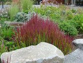 Imperata "Red Baron"  0.30 - 0.40 m / Imperata cylindrica "Red Baron" / gradina-noastra