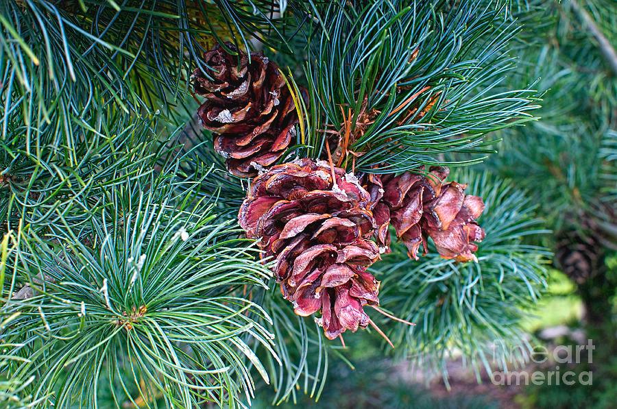 Pin alb japonez "Negishi 1.00 - 1.20 m / Pinus parvifolia "Negishi"/ gradina-noastra