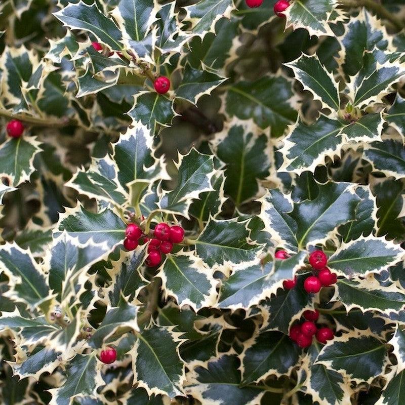 Ilex "Argenteamarginata" 1.50 -1.70 m / Ilex aquifolium "Argenteamarginata"/ gradina-noastra