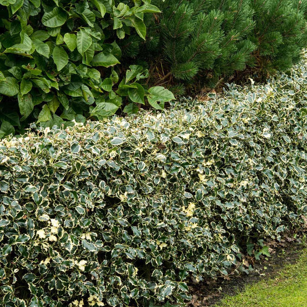 Ilex "Argenteamarginata" tufa 0.60 -0.80 m / Ilex aquifolium "Argenteamarginata"/ gradina-noastra