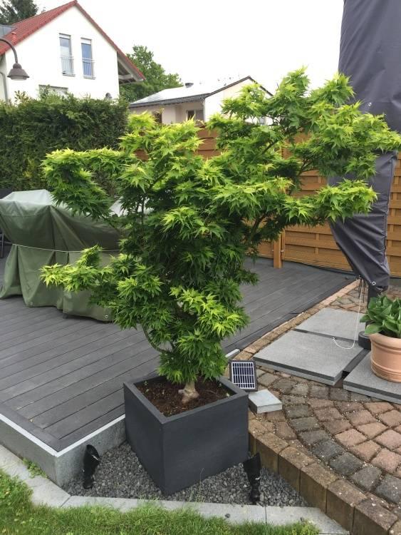 Artar japonez "Mikawa Yatsubusa" 0.60 - 0.80 m / Acer palmatum "Mikawa Yatsubusa" / gradina-noastra