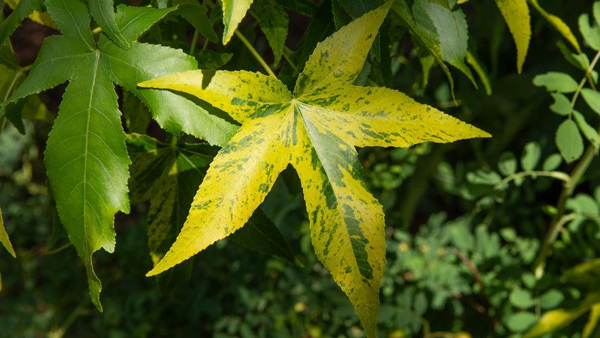 Arborele de guma "Variegata" 2.50 - 3.00 m / Liquidambar styraciflua "Variegata" / gradina-noastra