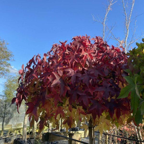 Arborele de guma "Gum Ball" 2.00 - 2.50 m / Liquidambar styraciflua "Gum Ball"/ gradina-noastra
