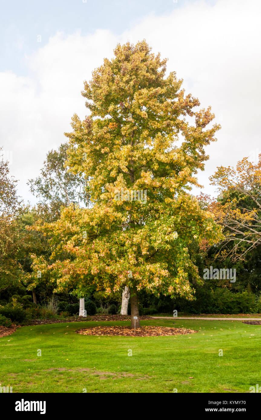 Arborele de guma "Variegata" 2.50 - 3.00 m / Liquidambar styraciflua "Variegata" / gradina-noastra
