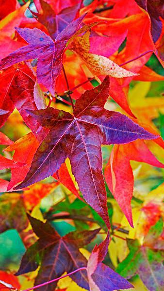 Arborele de guma "Variegata" 2.50 - 3.00 m / Liquidambar styraciflua "Variegata" / gradina-noastra