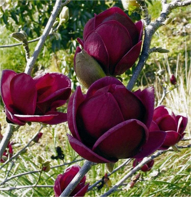 Magnolia "Black Tulip" 2.00 - 2.50 m / Magnolia "Black Tulip"/ gradina-noastra