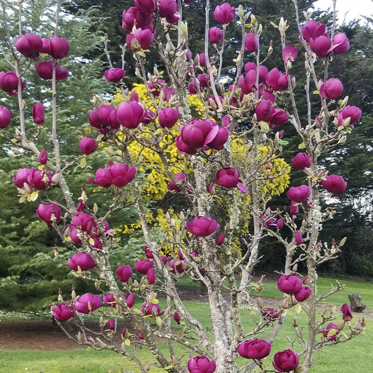 Magnolia "Black Tulip" 2.00 - 2.50 m / Magnolia "Black Tulip"/ gradina-noastra