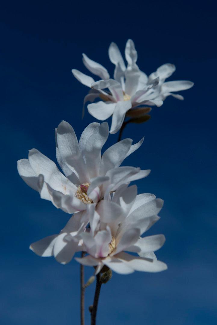 Magnolia stellata arbore 3.00 - 3.50 m / Magnolia stellata/ gradina-noastra
