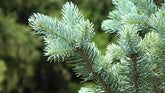Molid argintiu columnar 1.20 - 1.30 m / Picea pungens "Iseli Fastigiata" / gradina-noastra