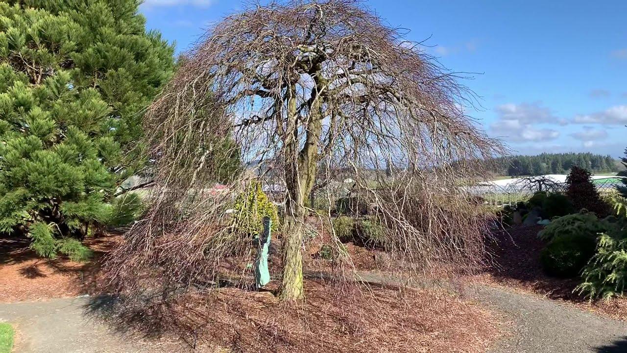 Artar japonez "Inaba Shidare" 1.70 - 2.00 m / Acer palmatum dissectum "Inaba Shidare"/ gradina-noastra