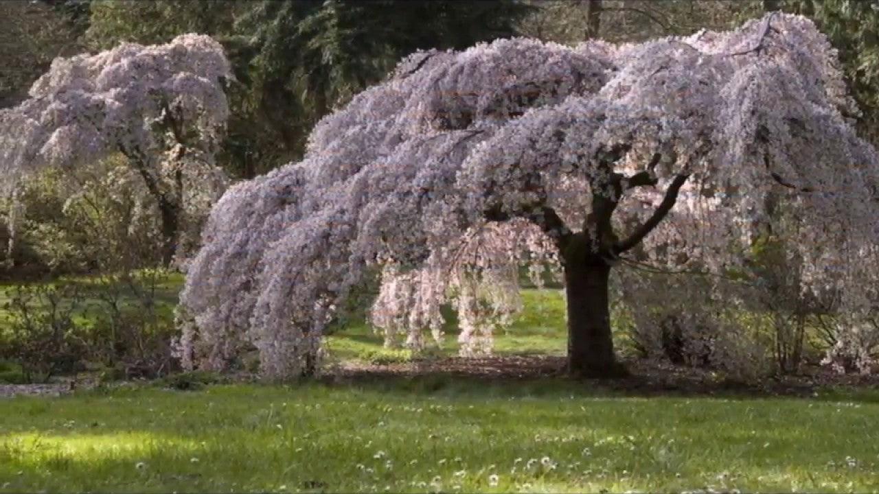 Cires japonez pendul "Kiku - Shidare - Zakura" 2.00 - 2.50 m / Prunus serrulata "Kiku - Shidare - Zakura" / gradina-noastra
