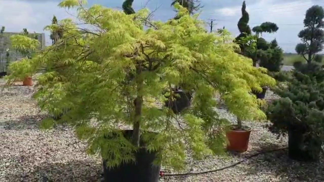 Artar japonez "Viridis" 1.70 - 2.00 m / Acer palmatum dissectum "Viridis" / gradina-noastra