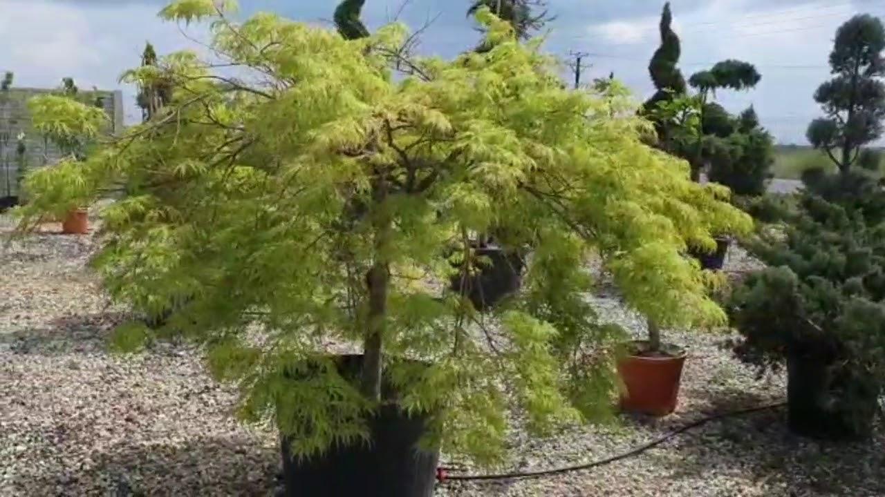 Artar japonez "Viridis" 1.70 - 2.00 m / Acer palmatum dissectum "Viridis" / gradina-noastra