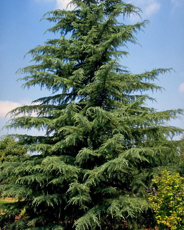 Cedru de Himalaya 2.50 - 3.00 m / Cedrus deodora / gradina-noastra
