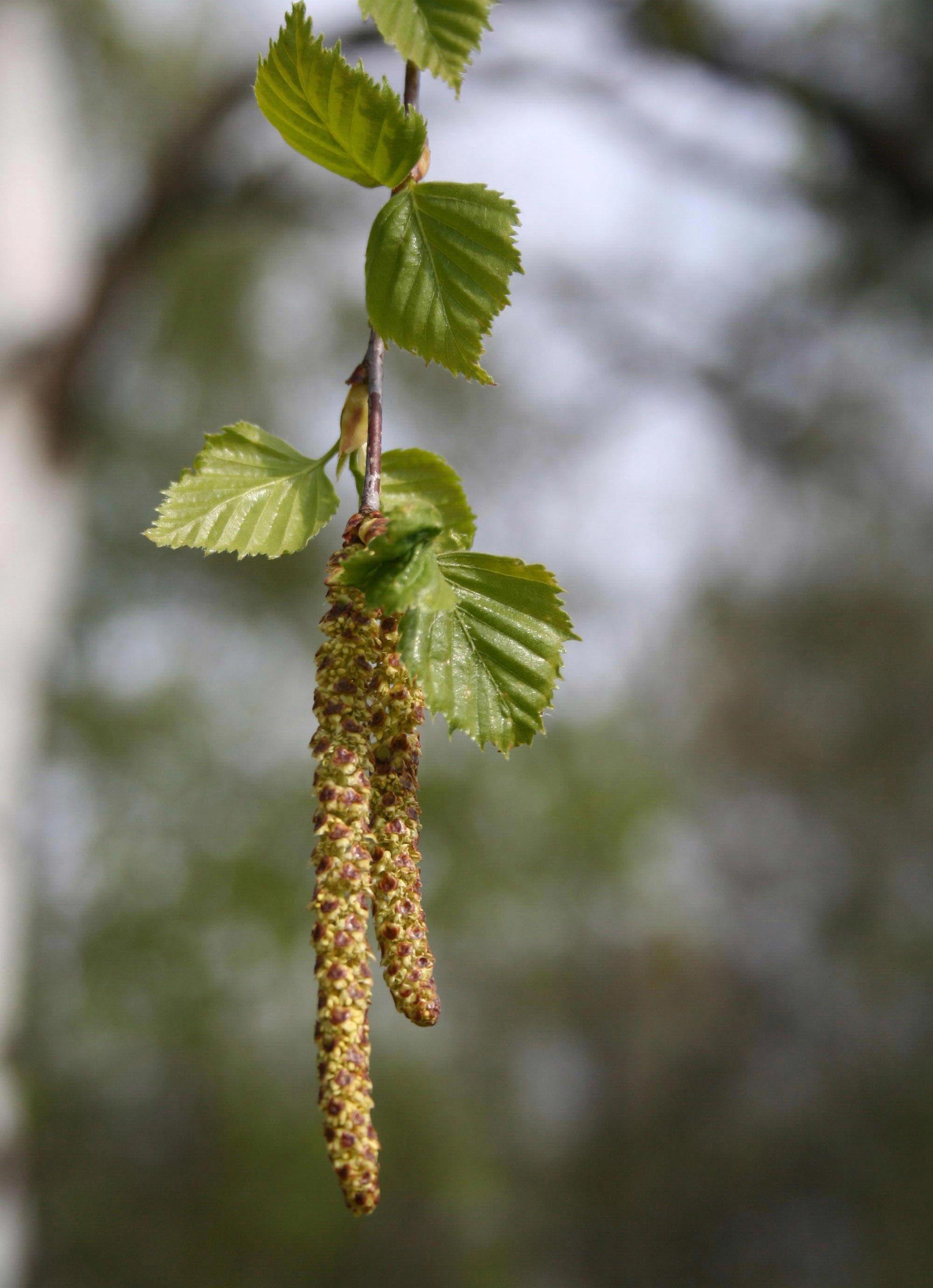 Mesteacan argintiu multitulpinal 2.50 - 3.50 m / Betula pendula / gradina-noastra