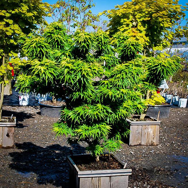 Artar japonez "Mikawa Yatsubusa" 0.60 - 0.80 m / Acer palmatum "Mikawa Yatsubusa" / gradina-noastra