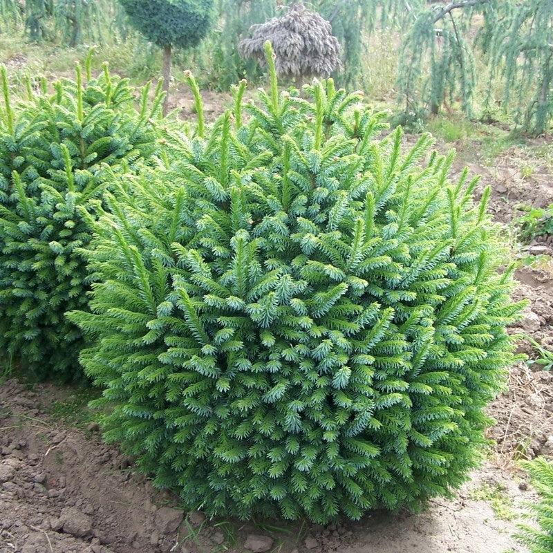 Molid sarbesc "Nana" 0.40 - 0.60 m / Picea omorika "Nana" / gradina-noastra