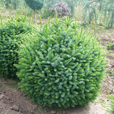Molid sarbesc "Nana" 0.40 - 0.60 m  / Picea omorika "Nana" / gradina-noastra