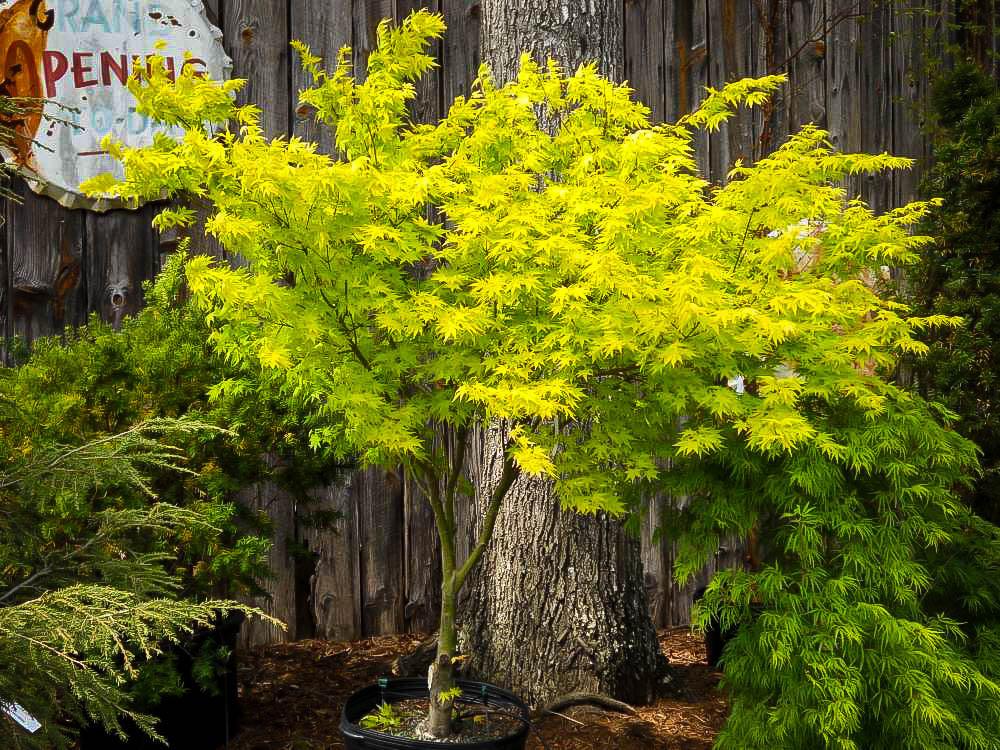 Artar japonez "Orange Dream" 1.00 - 1.30 m / Acer palmatum "Orange Dream" / gradina-noastra