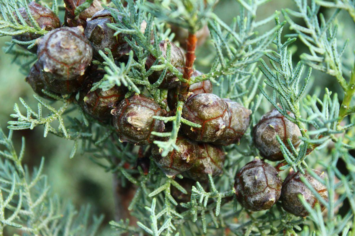 Chiparos de Arizona fastigiat 1.50 - 1.70 m / Cupressus arizonica ‘Fastigiata’ / gradina-noastra