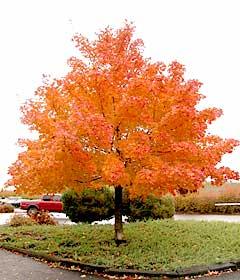 Artar "Pacific Sunset" 2.50 - 3.50 m / Acer "Warrenred" Pacific Sunset / gradina-noastra