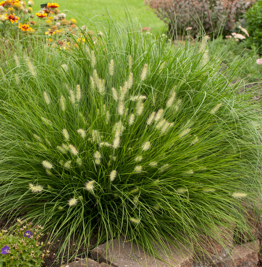 Pennisetum alopecuroides "Little Bunny" 0.10 - 0.20 m by gradina-noastra
