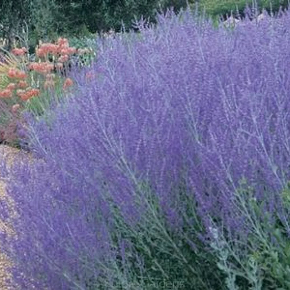 Salvie rusească "Lacey Blue" /Perovskia atriplicifolia "Lacey Blue"/ by Gradina Noastra