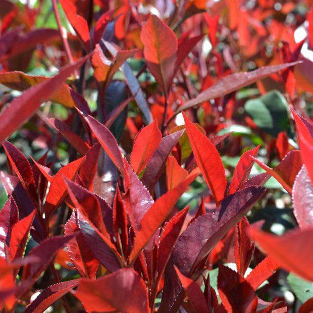 Photinia "Carre Rouge" minge 0.80 - 1.00 m / Photinia x fraseri "Carre Rouge"/ gradina-noastra
