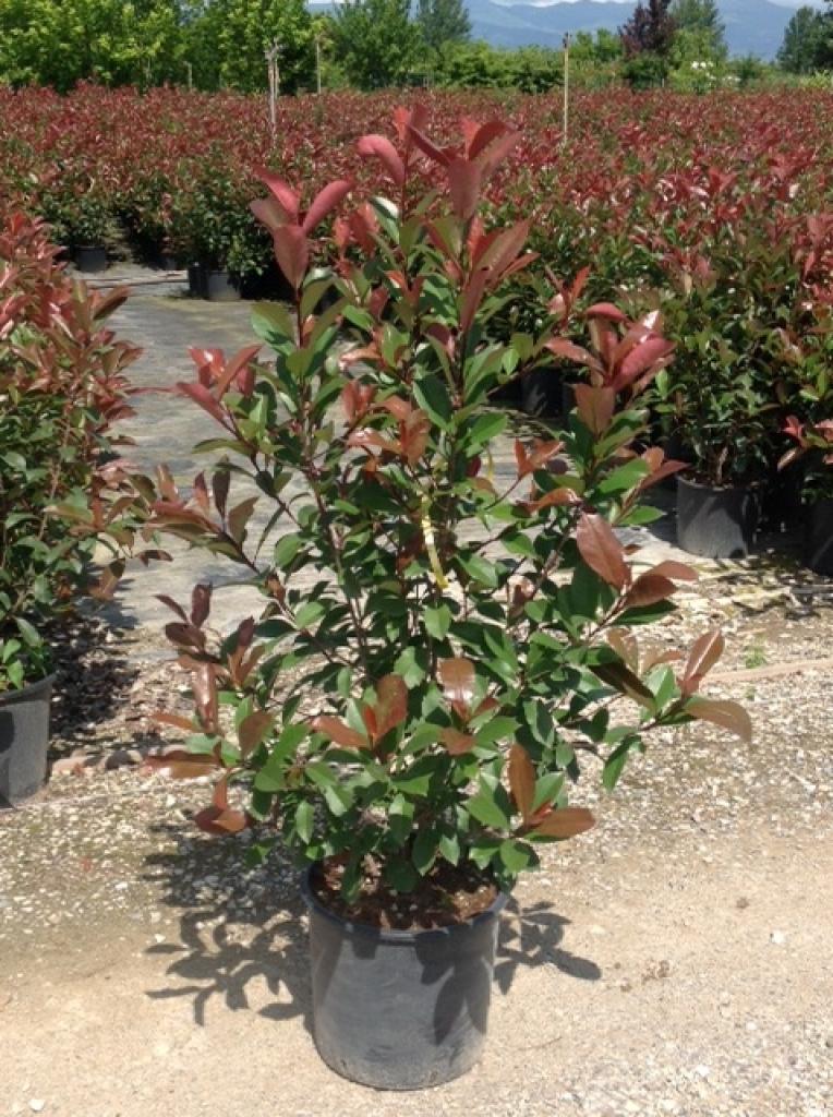 Photinia "Red Robin" 1.00 - 1.20 m / Photinia serulata "Red Robin"/ - Gradina Noastra
