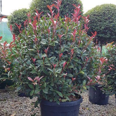 Photinia "Carre Rouge" minge 0.80 - 1.00 m / Photinia x fraseri "Carre Rouge"/ gradina-noastra