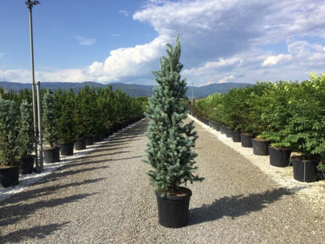 Molid argintiu columnar 1.20 - 1.30 m / Picea pungens "Iseli Fastigiata" / gradina-noastra