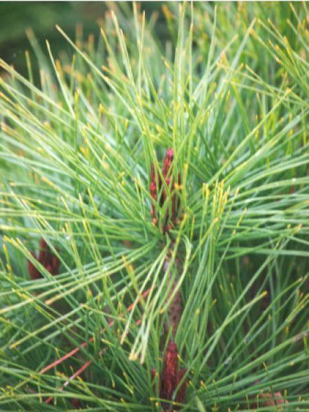 Pin rosu japonez "Alice Verkade" 1.00 - 1.20 m / Pinus densiflora "Alice Verkade" / gradina-noastra